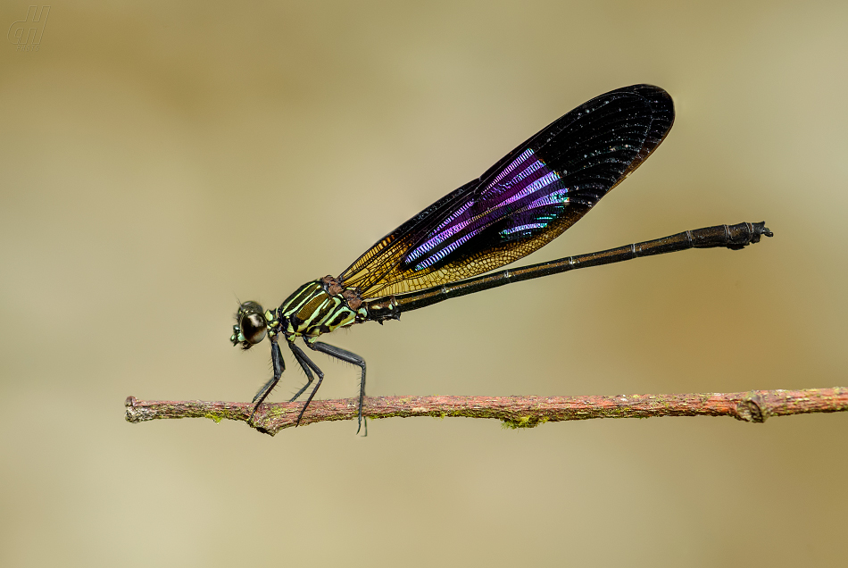 Euphaea variegata