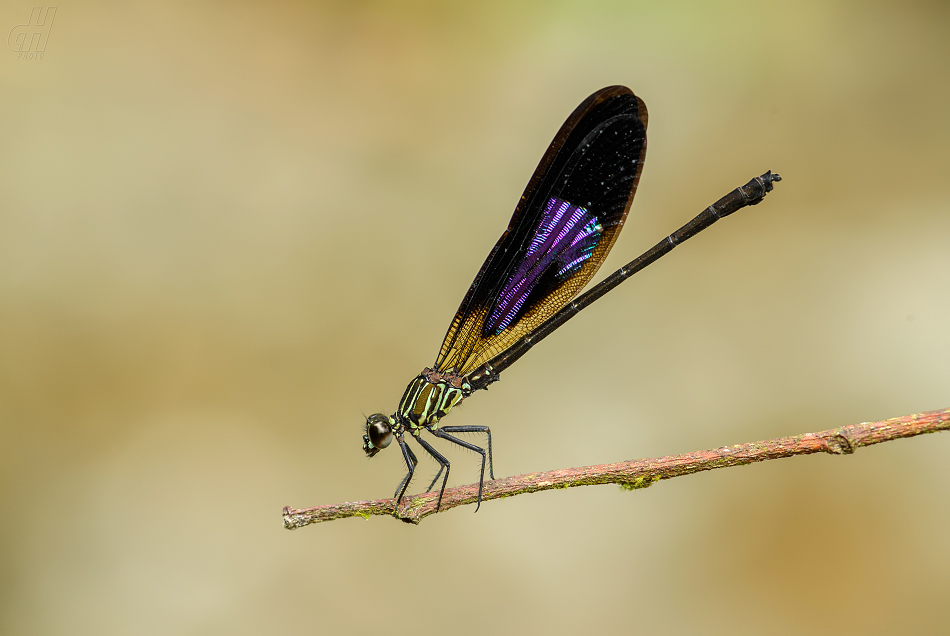 Euphaea variegata