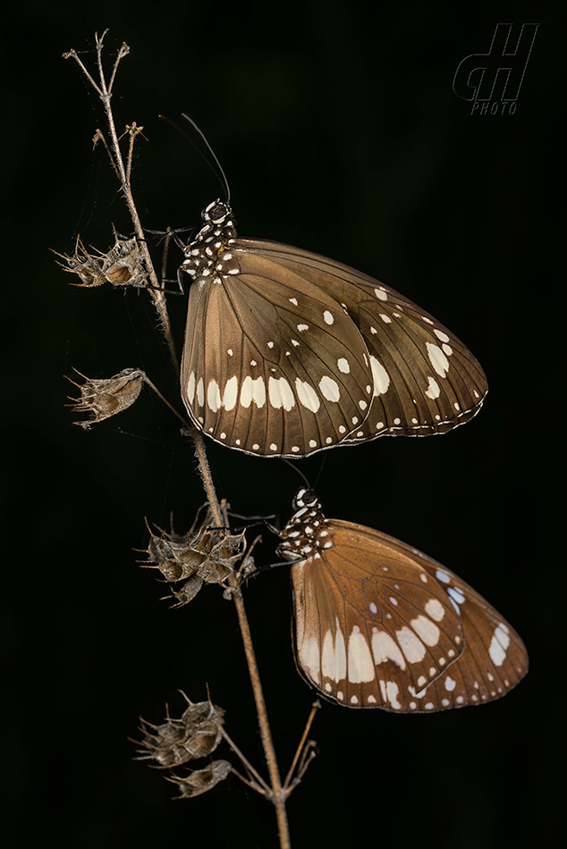 Euploea core