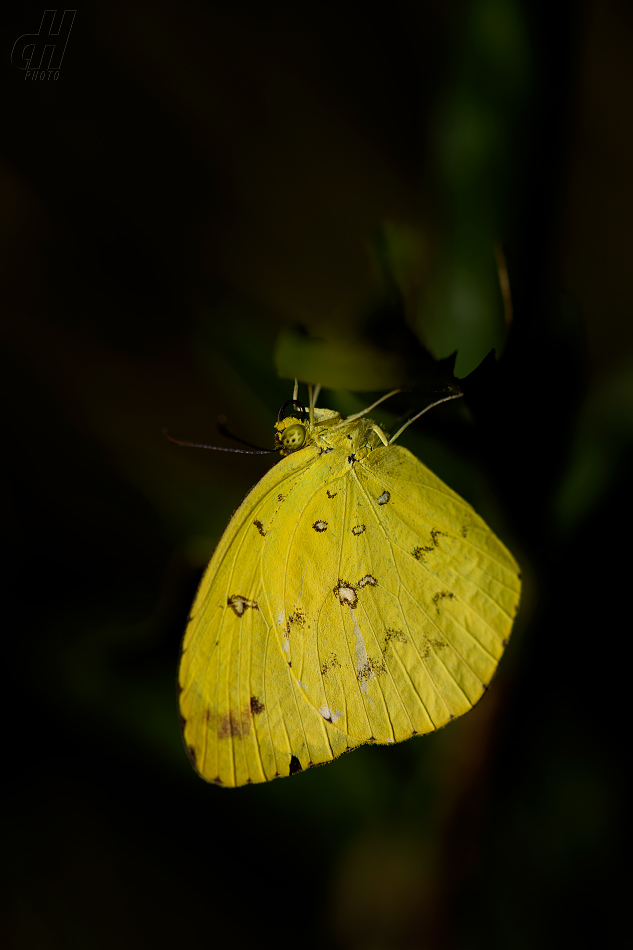 Eurema floricola