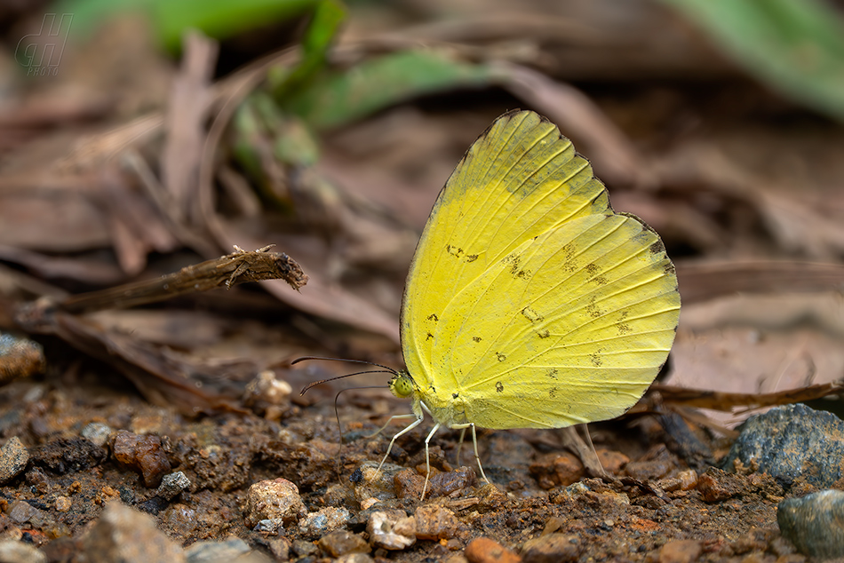 Eurema hecabe