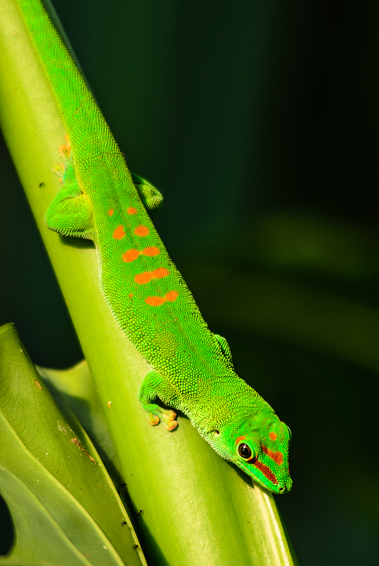 felsuma madagaskarská - Phelsuma madagascariensis