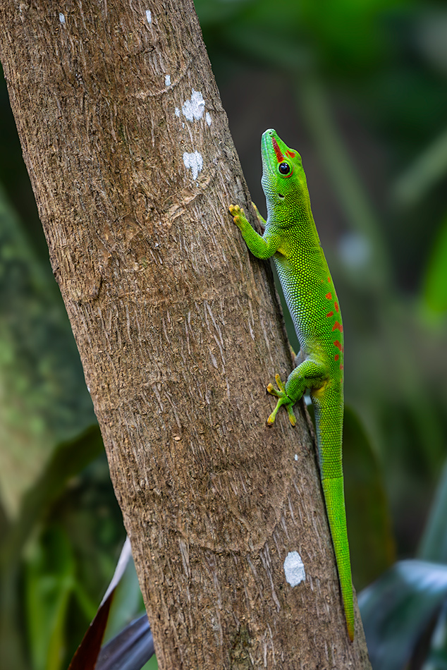 felsuma madagaskarská - Phelsuma madagascariensis