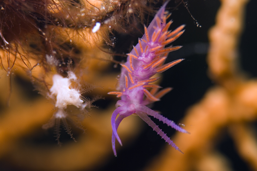 flabelína fialová - Flabellina affinis