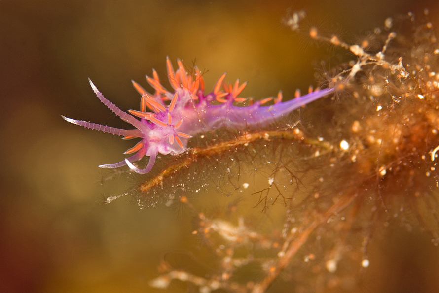 flabelína fialová - Flabellina affinis