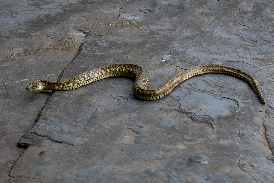 Fowlea flavipunctatus