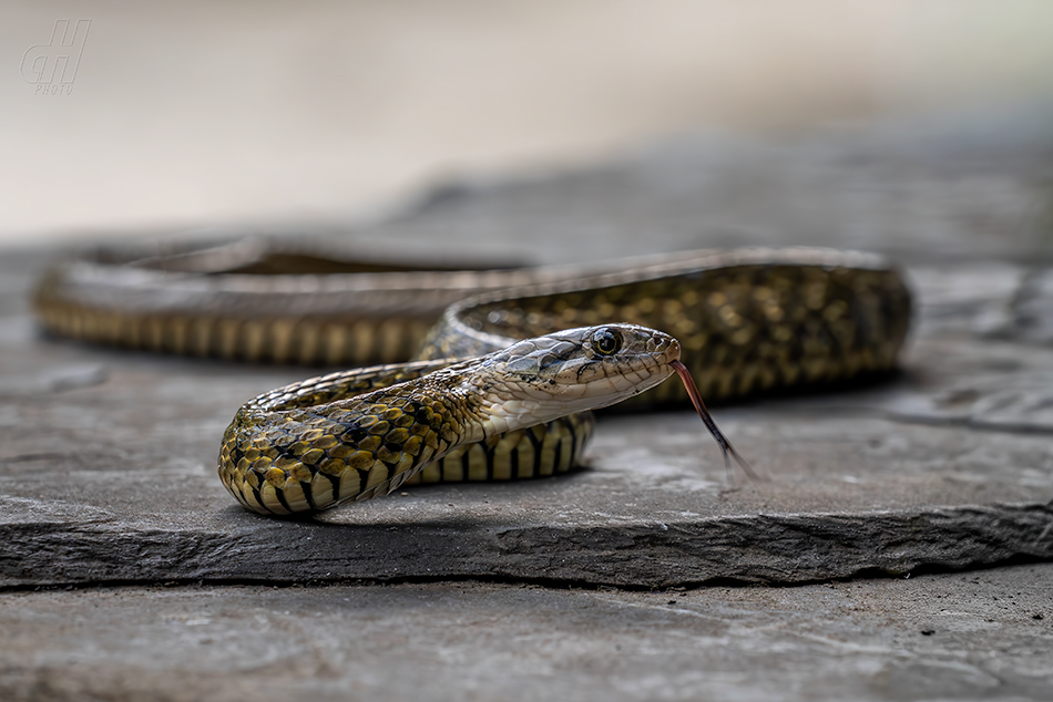 Fowlea flavipunctatus