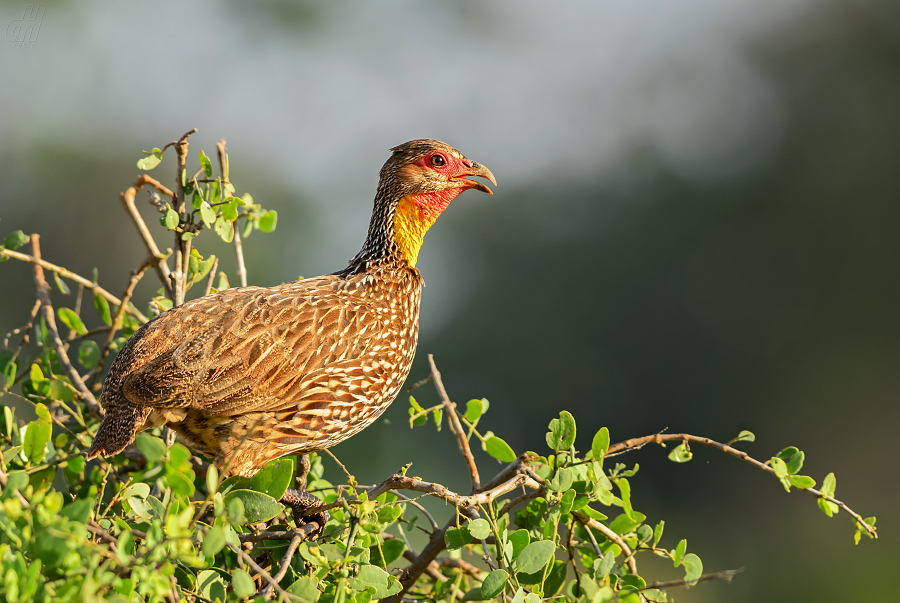 frankolín žlutohrdlý - Francolinus leucoscepus