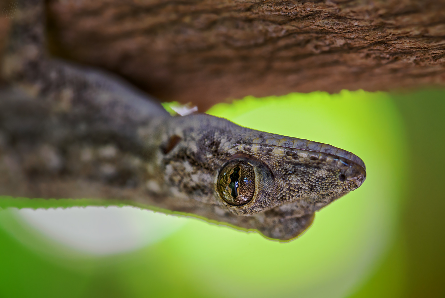 gekon domácí - Hemidactylus mabouia