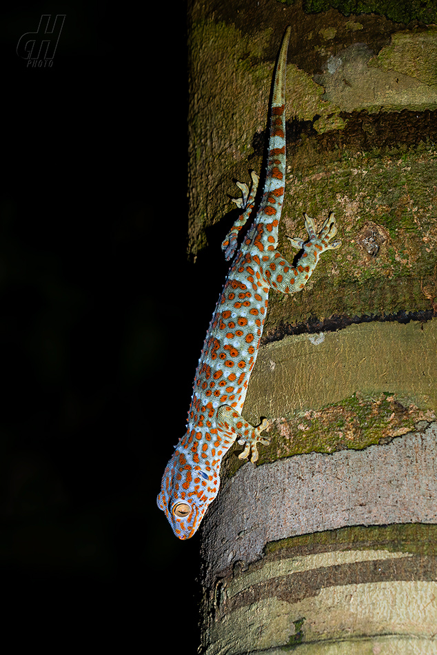 gekon obrovský - Gekko gecko