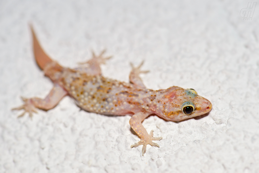 gekon turecký - Hemidactylus turcicus