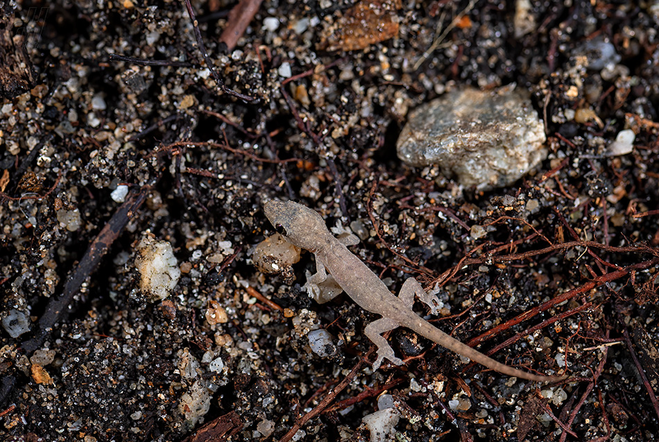 gekon východní - Hemidactylus frenatus