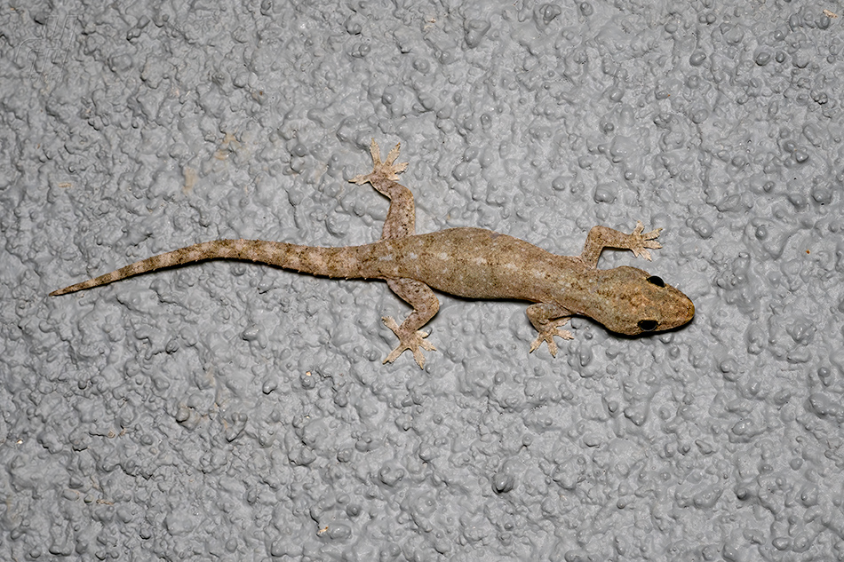 gekon východní - Hemidactylus frenatus