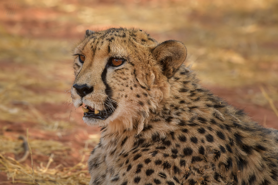gepard - Acinonyx jubatus