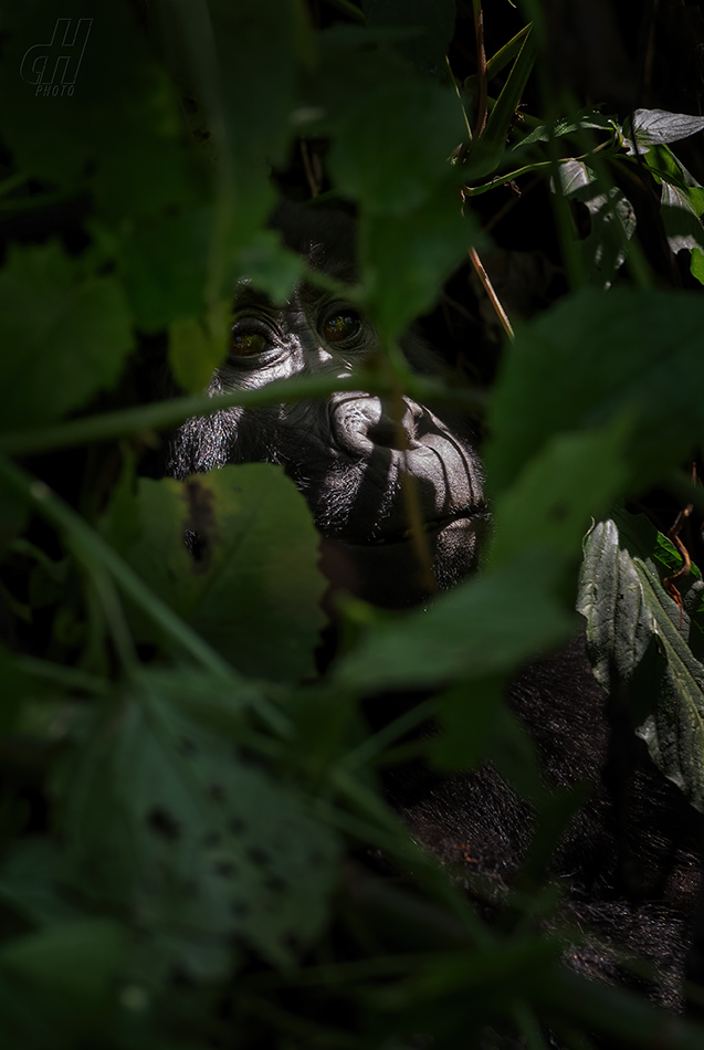 gorila horská - Gorilla beringei