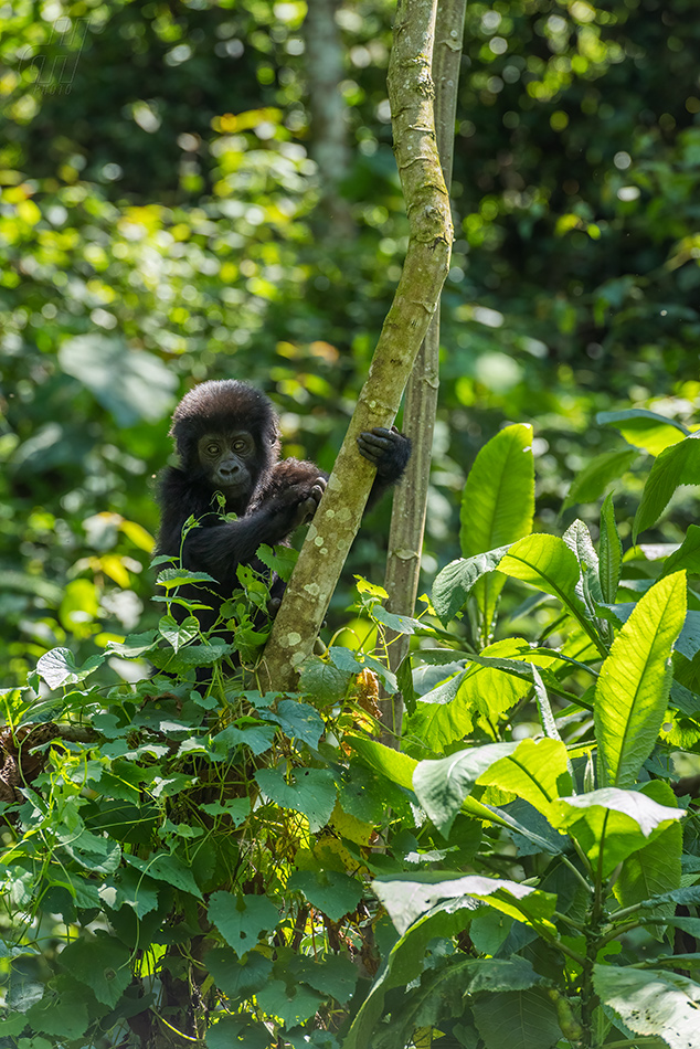 gorila horská - Gorilla beringei