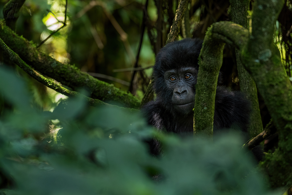 gorila horská - Gorilla beringei