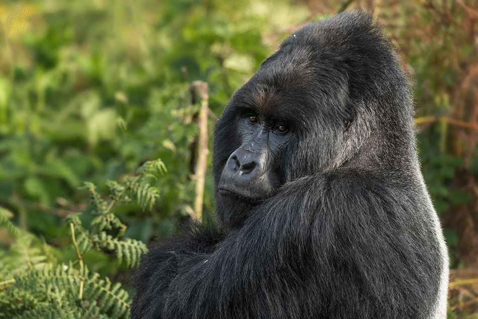 gorila horská - Gorilla beringei