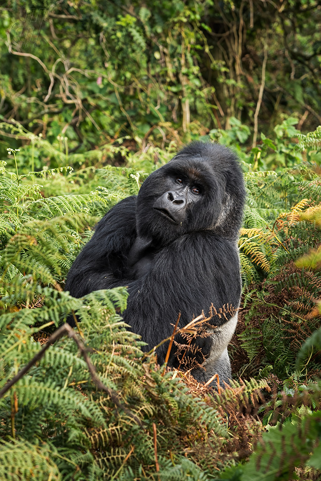 gorila horská - Gorilla beringei