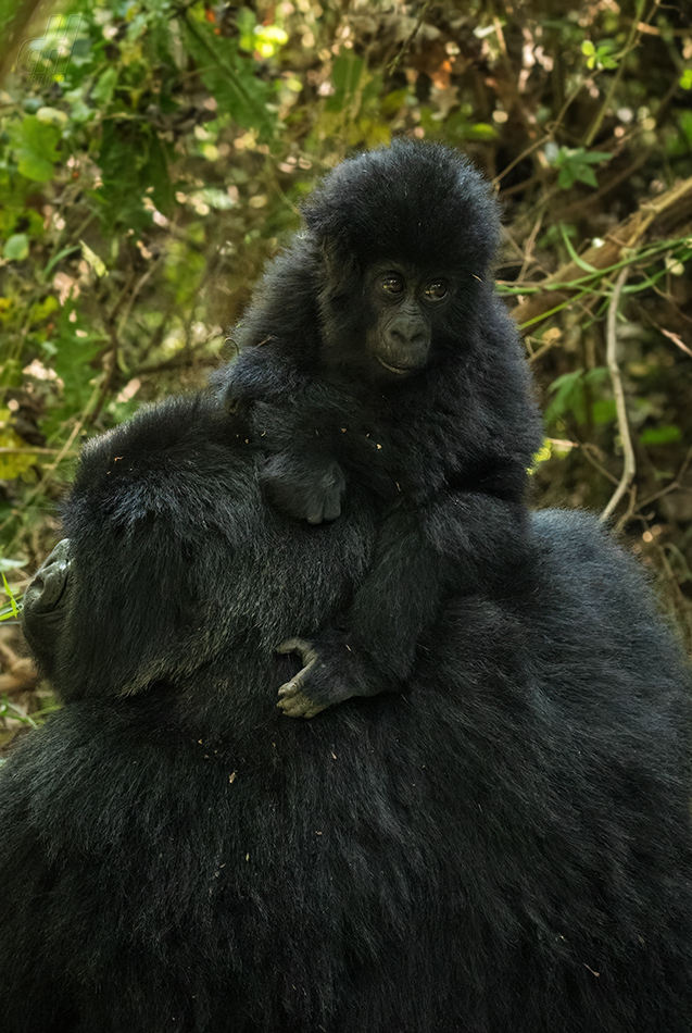 gorila horská - Gorilla beringei