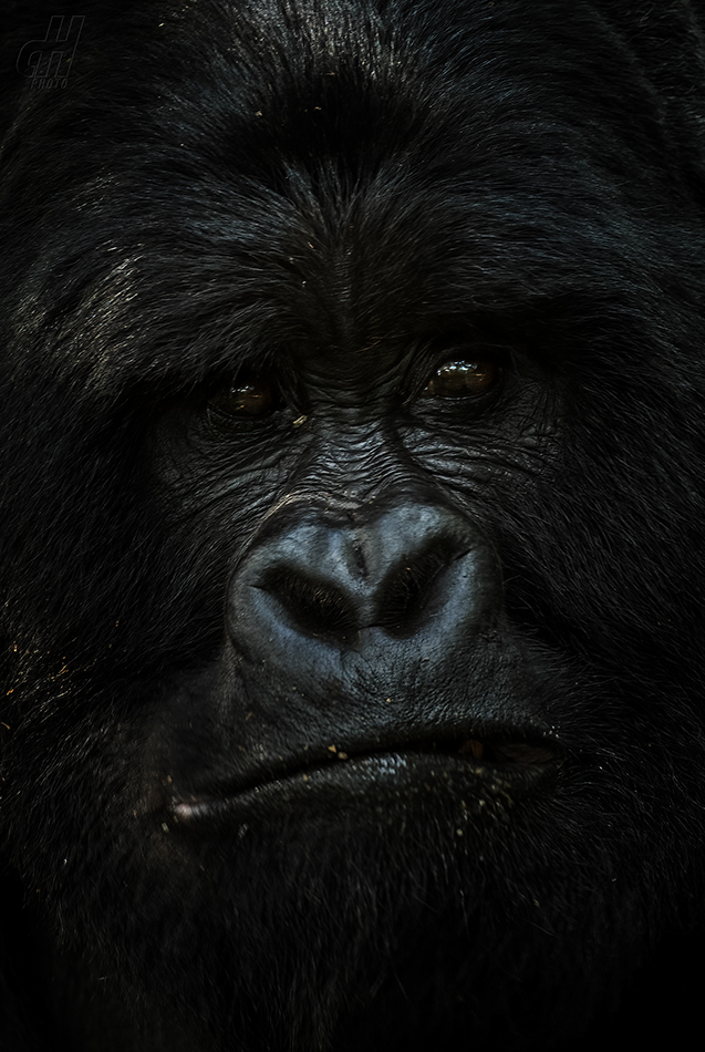 gorila horská - Gorilla beringei