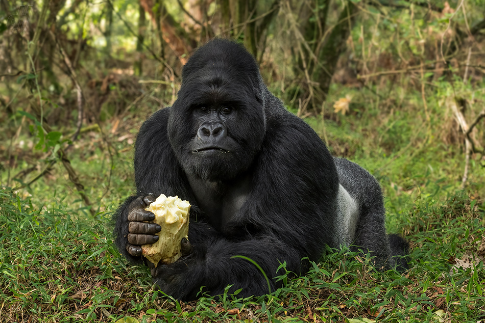 gorila horská - Gorilla beringei