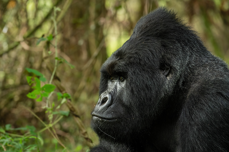 gorila horská - Gorilla beringei