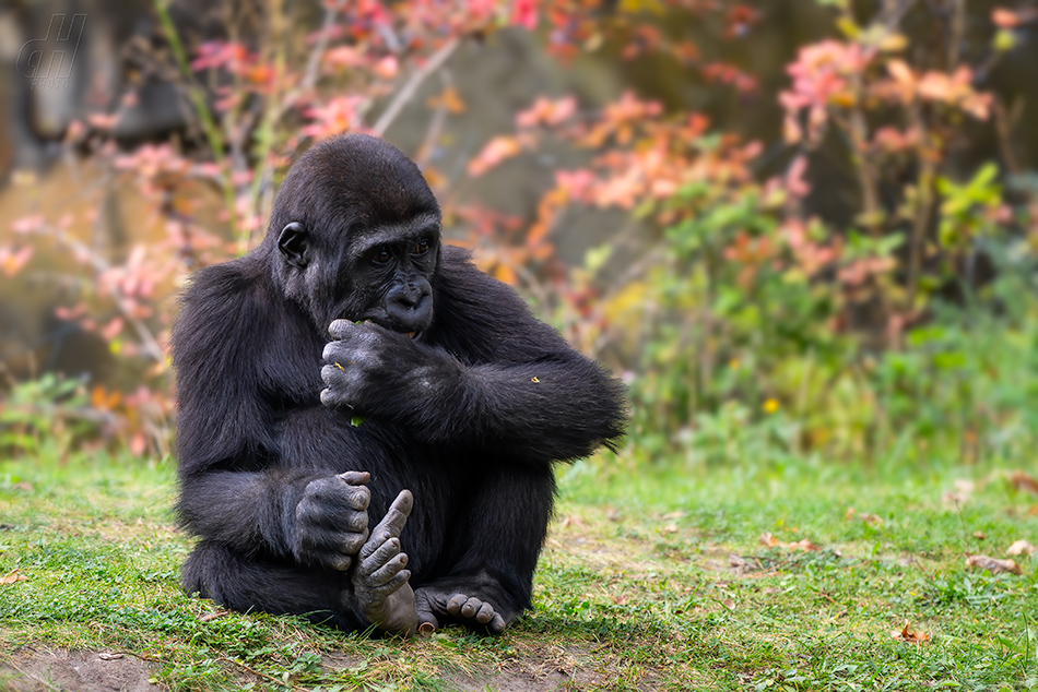 gorila nížinná - Gorilla gorilla