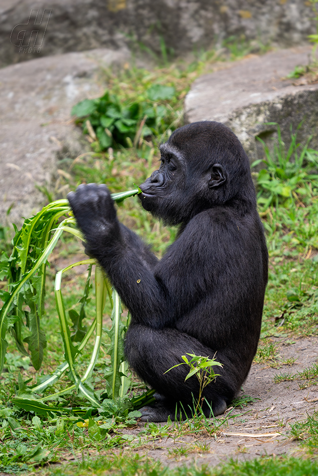 gorila nížinná - Gorilla gorilla