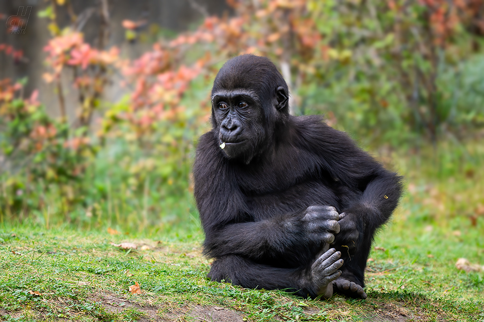 gorila nížinná - Gorilla gorilla