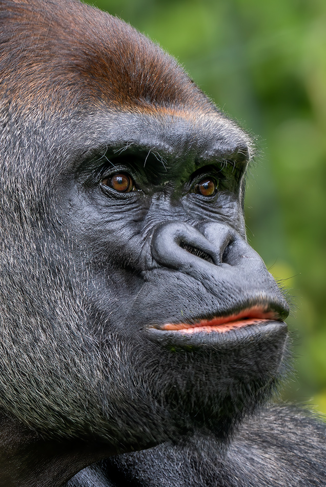 gorila nížinná - Gorilla gorilla