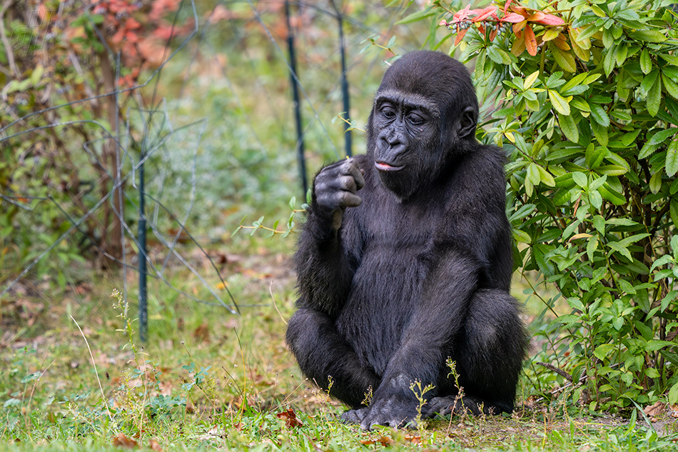 gorila nížinná - Gorilla gorilla