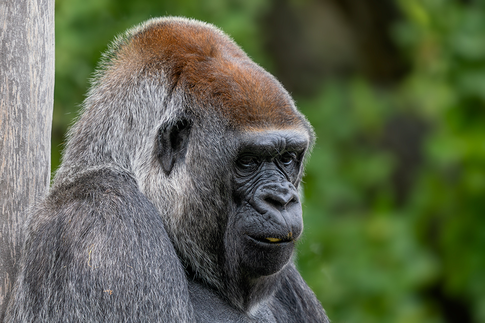 gorila nížinná - Gorilla gorilla