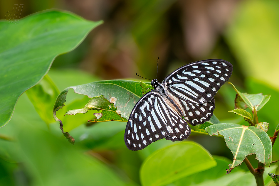 Graphium megarus