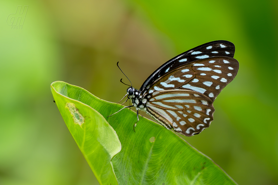 Graphium megarus