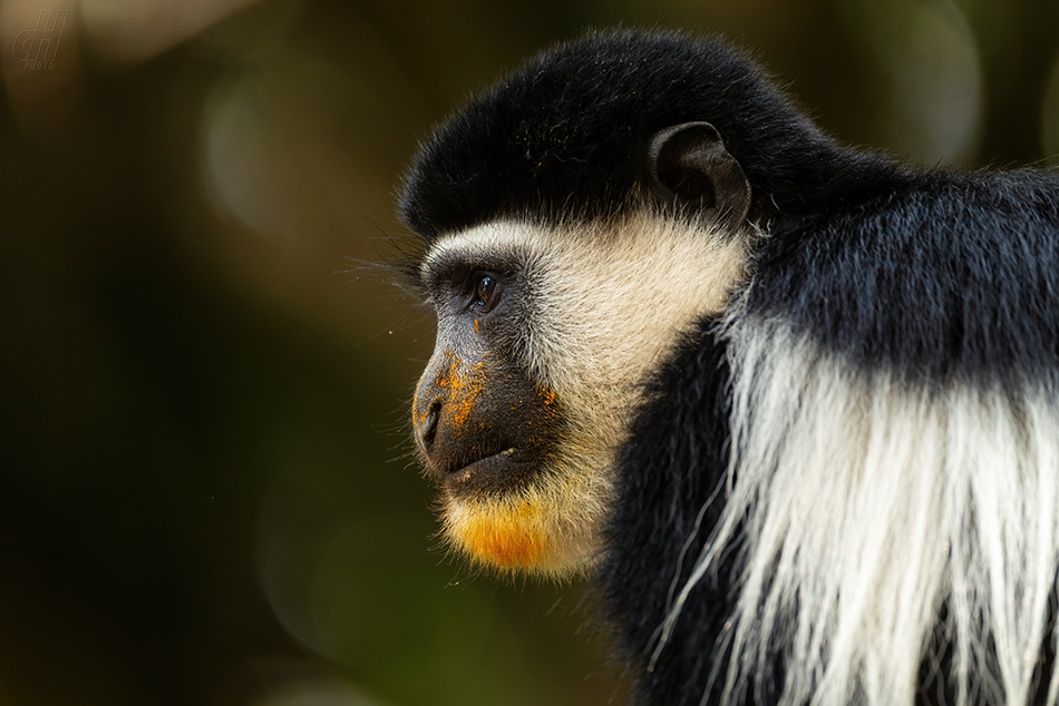 gueréza pláštíková - Colobus guereza
