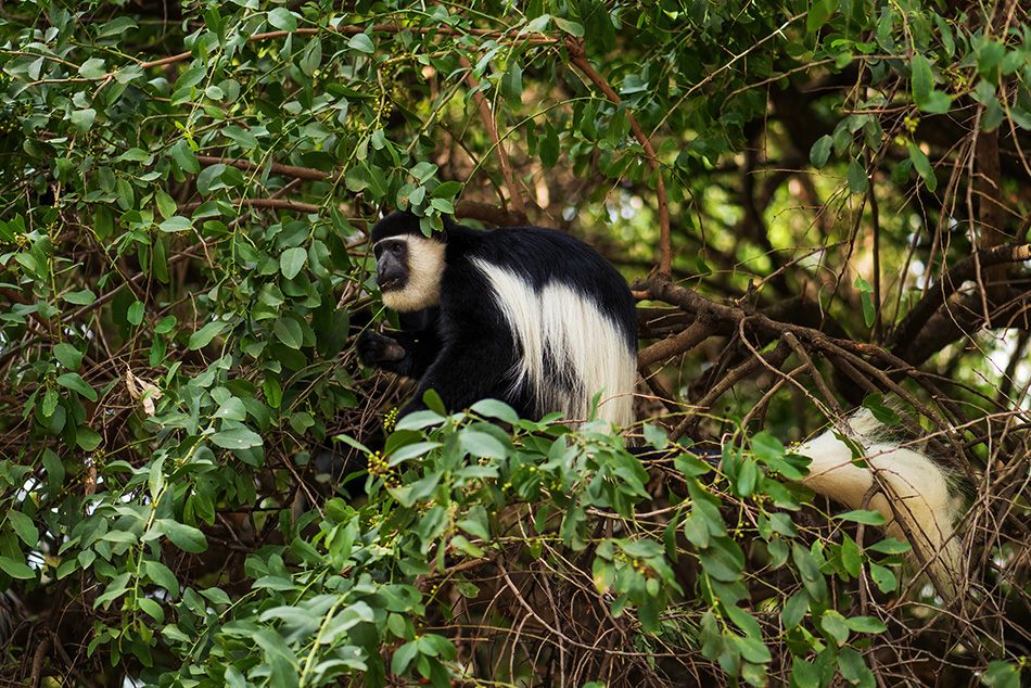 gueréza pláštíková - Colobus guereza