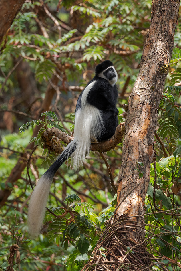 gueréza pláštíková - Colobus guereza