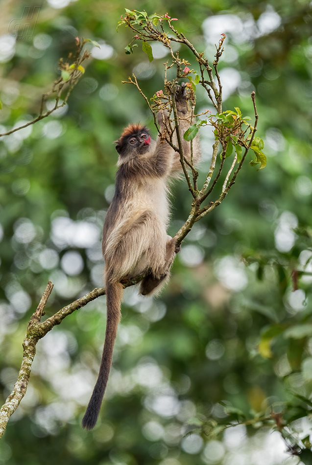 gueréza šedonohá - Piliocolobus tephrosceles