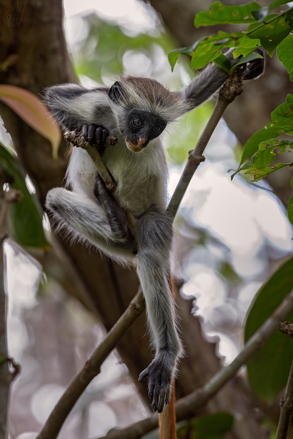 gueréza zanzibarská - Piliocolobus kirkii