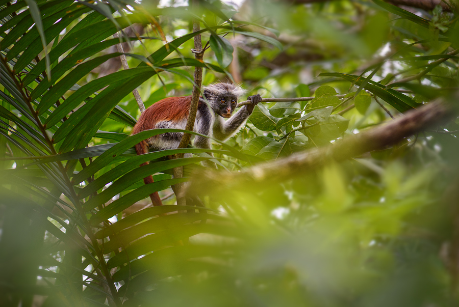 gueréza zanzibarská - Piliocolobus kirkii