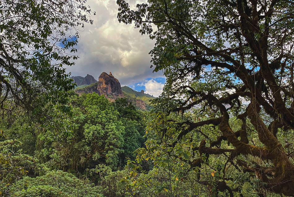 Harrena forest