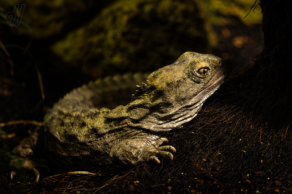 haterie novozélandská - Sphenodon punctatus