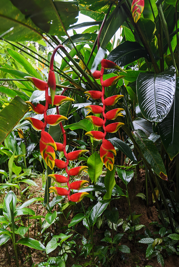 Heliconia rostrata