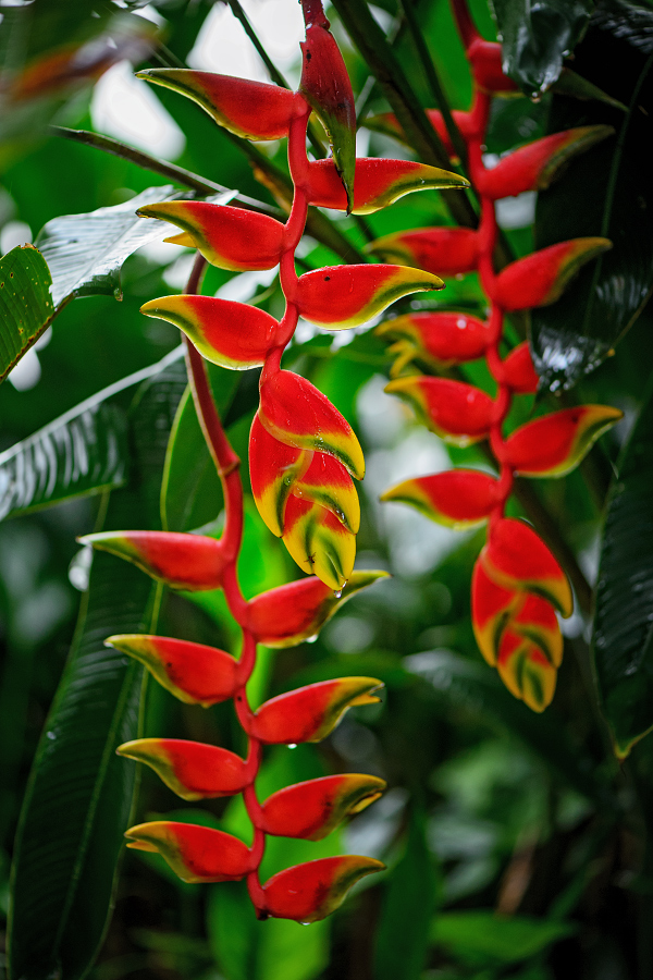 Heliconia rostrata