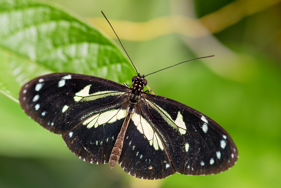 Heliconius atthis