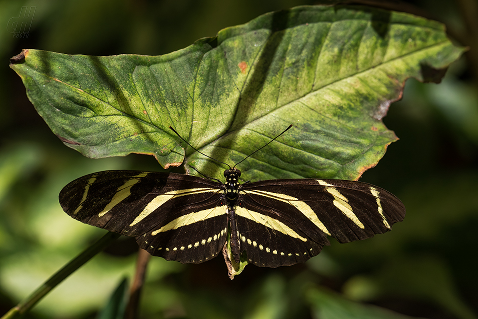 Heliconius charithonia