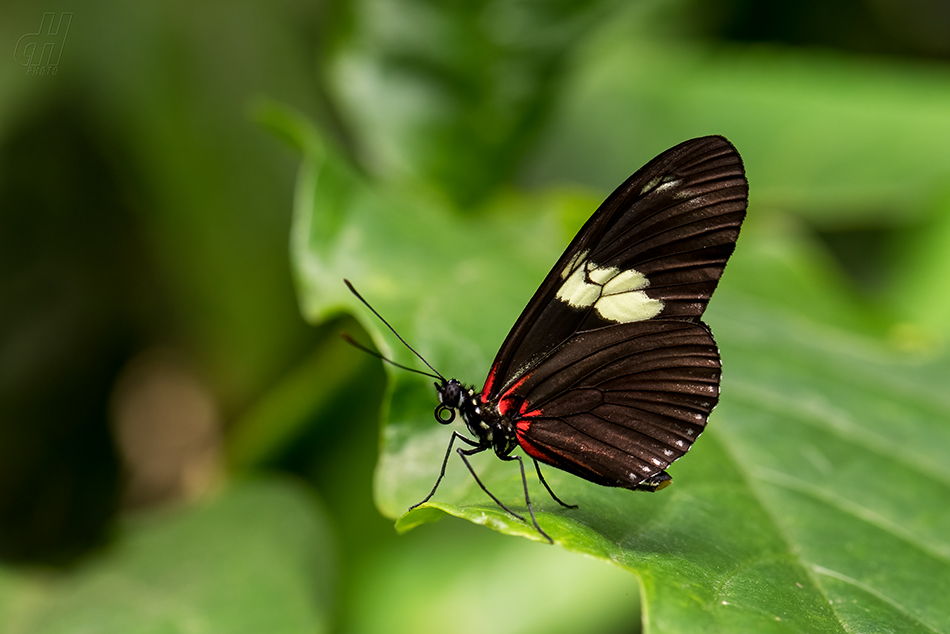 Heliconius doris