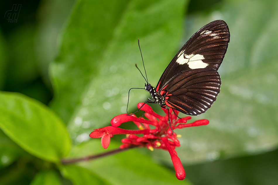 Heliconius doris