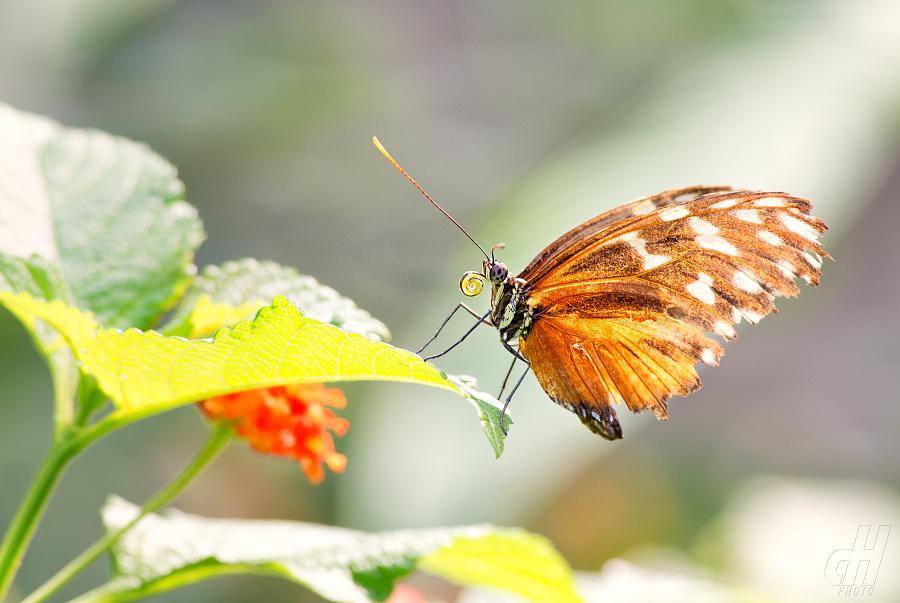 Heliconius hecale